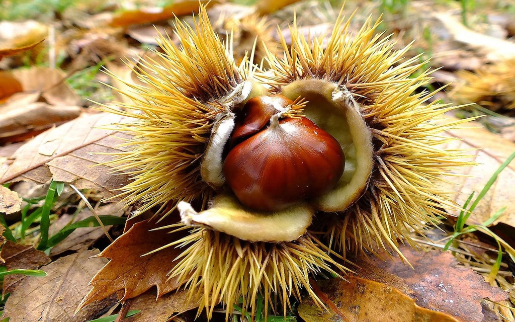 Randonnée Gourmande à Saint-Pierreville 11/10