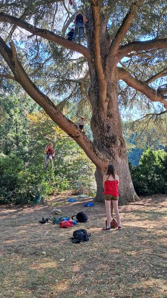 Grimpe dans les arbres 31/07
