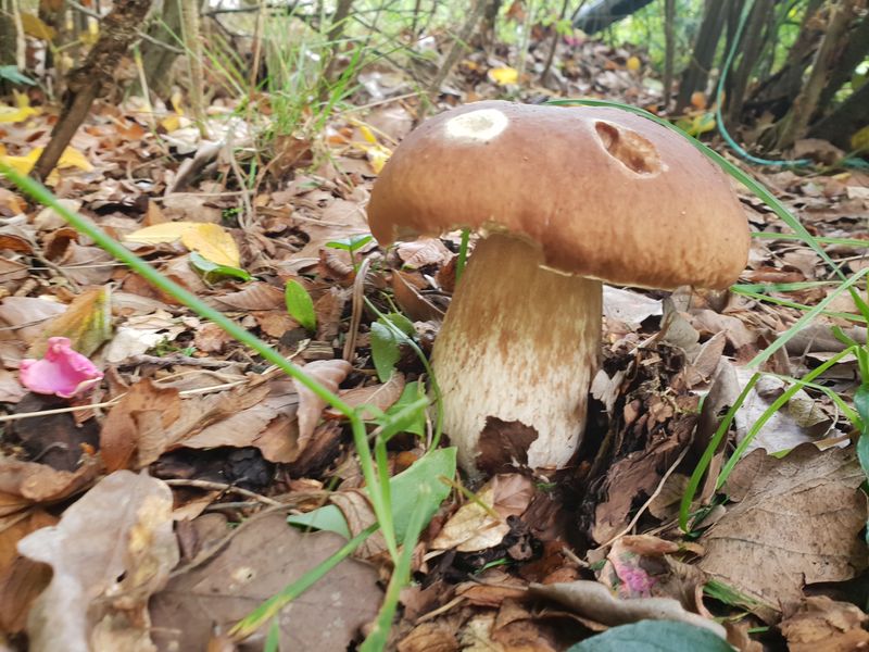 Automnal Gourmand - Les champignons, balade-cueillette et exposé 19/10